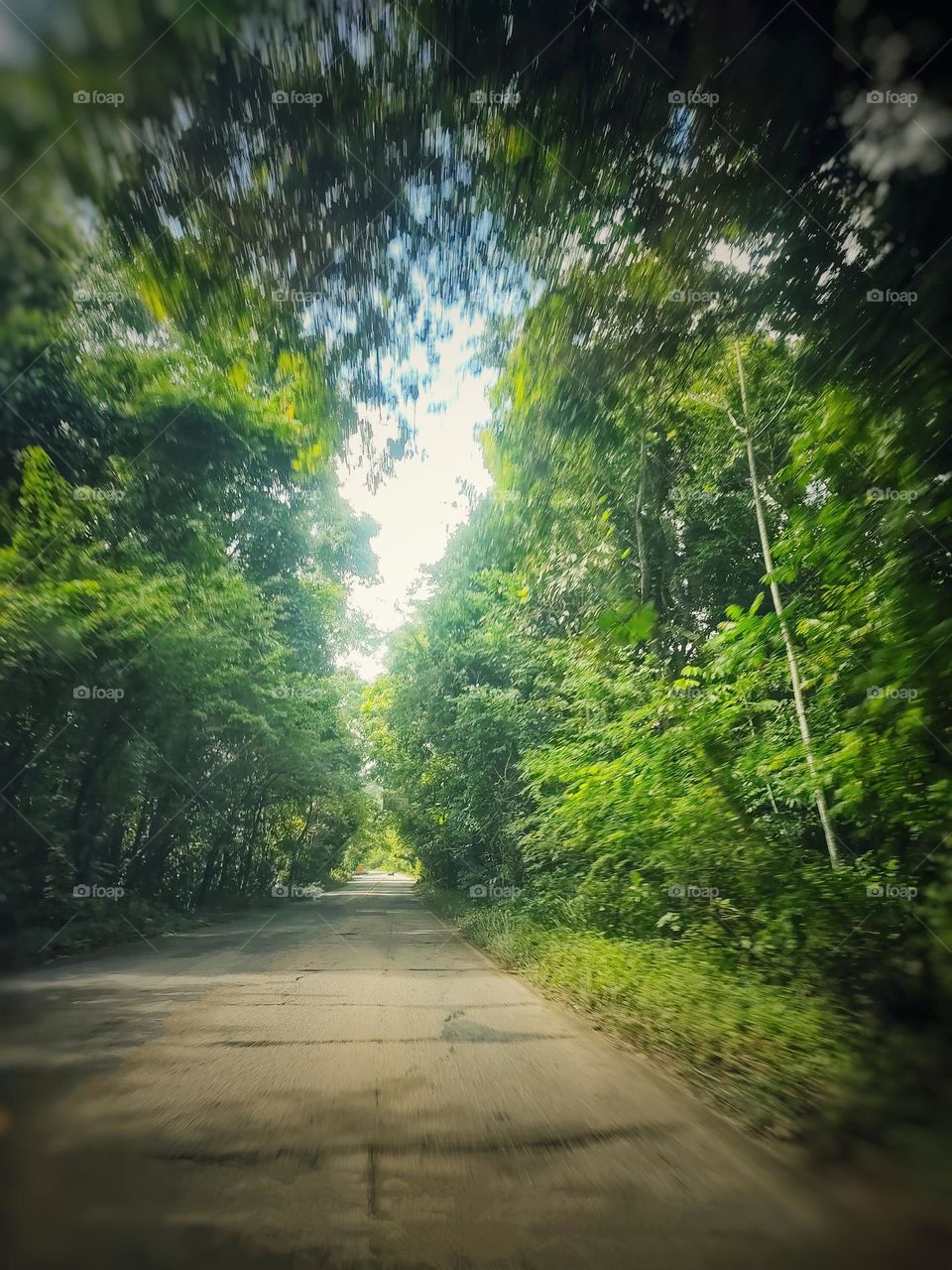 a beautiful photo of a path surrounded by forest on both sides.