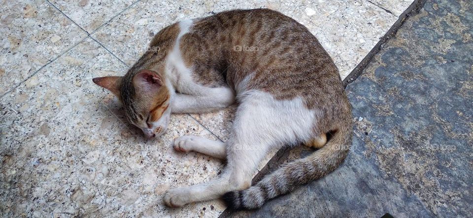 This cat is sleeping soundly on the terrace.