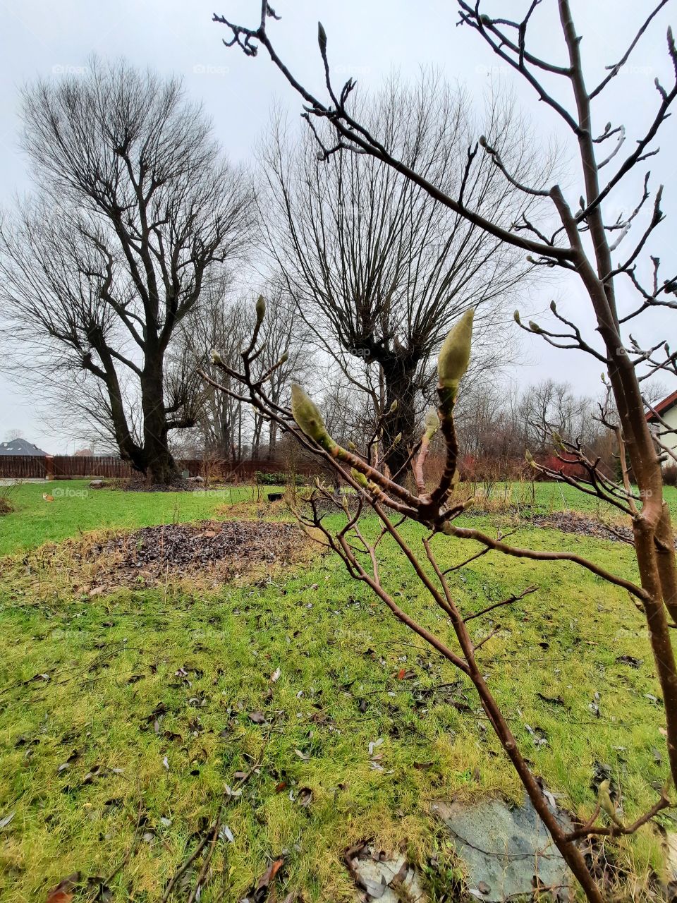 trees around us - two old gray willow trees and a magnolia tree in first plan