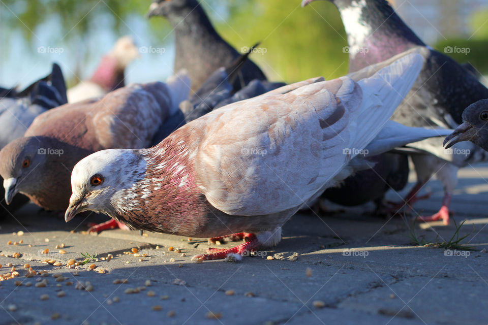 Pigeon, bird, "living being", fauna, nature, park, eat, grains, take off, landscape