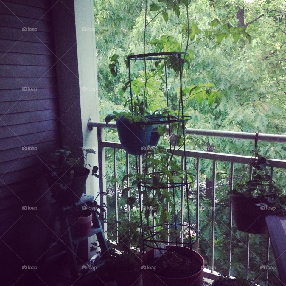 Balcony Garden. Plants on an apartment balcony