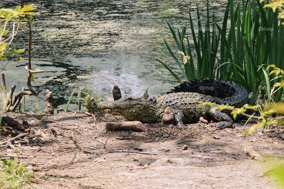 Alligator creeping