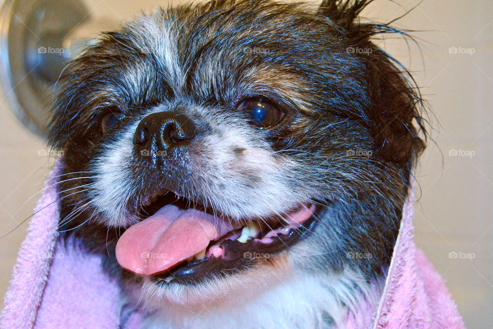 Close-up of pekingese dog sticking out tongue