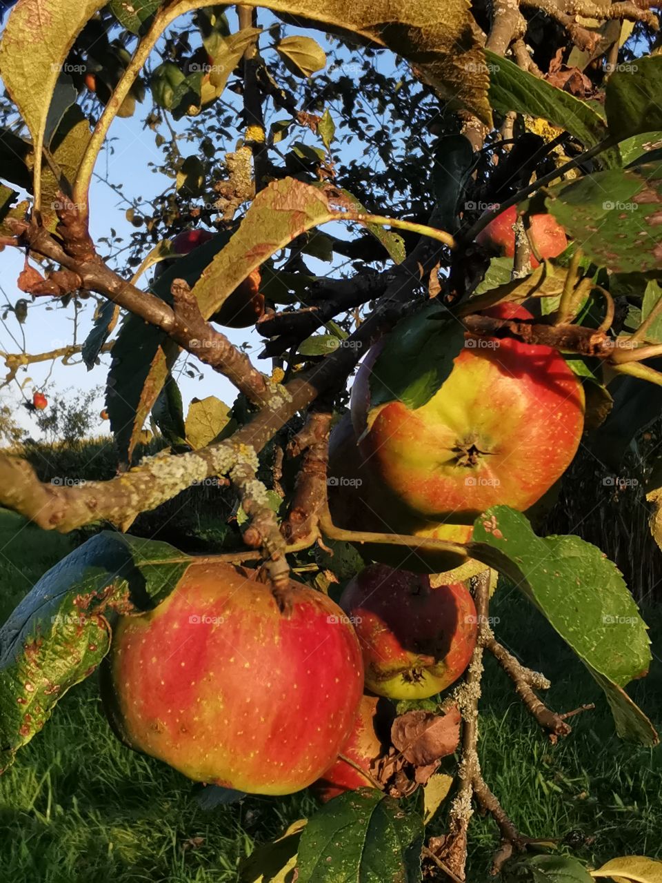 Red apples in the evening light