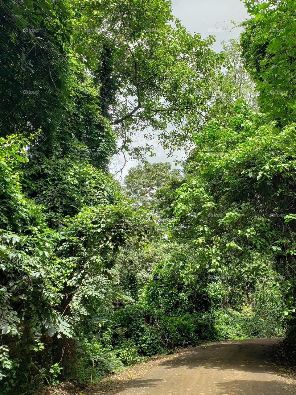 What a view full of green, 
Arusha Tanzania.

May 10, 2023
12:49pm