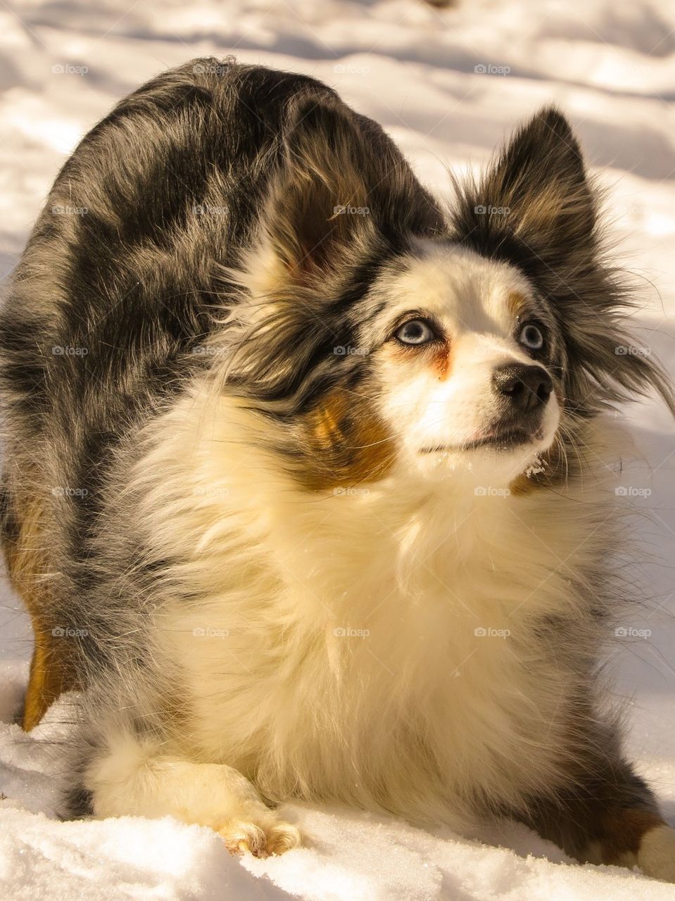 Dog resting on snow in winter