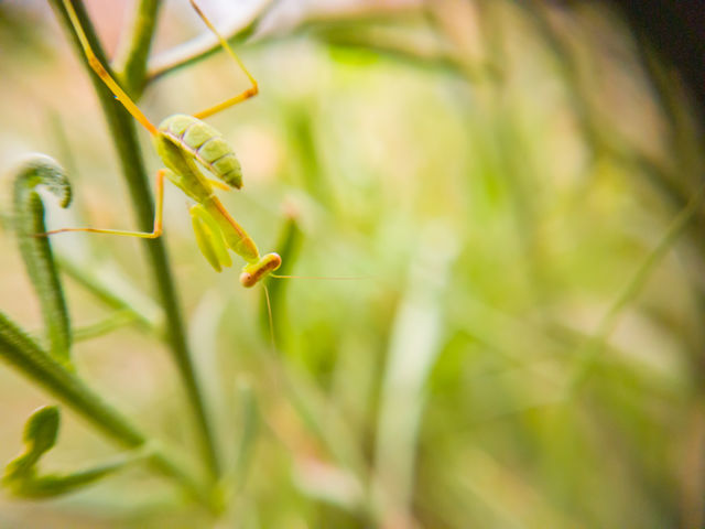 baby praying mantis