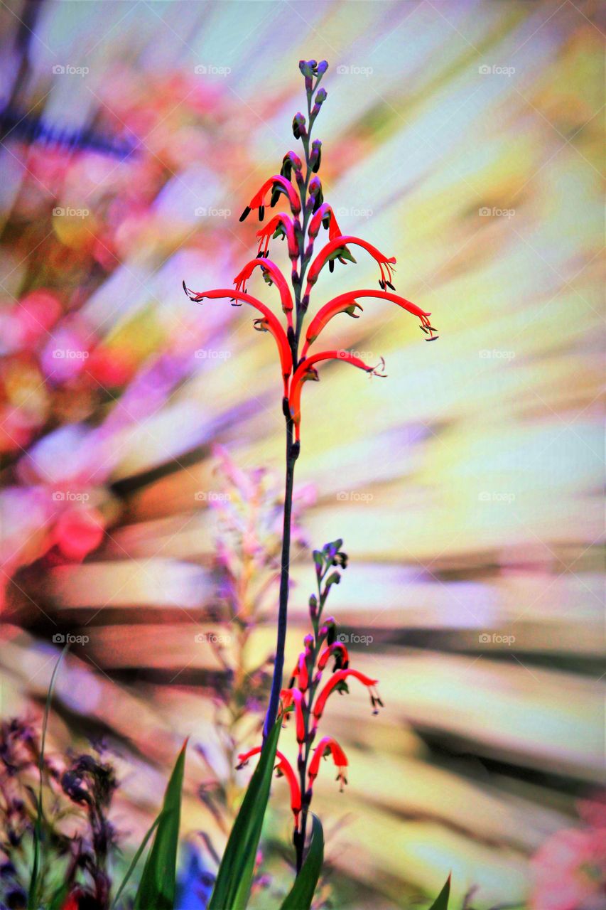 natural colored blurred background lights