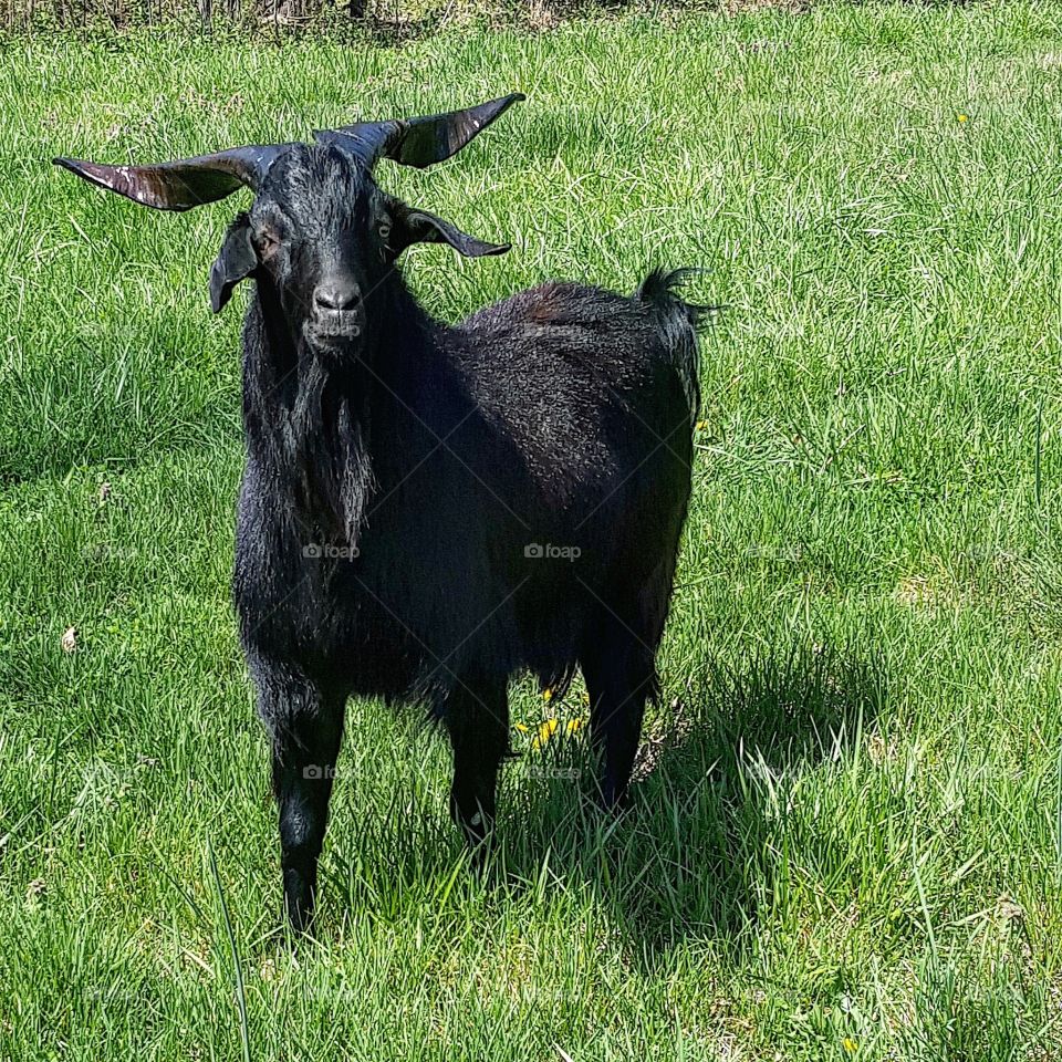 Kikos Goats