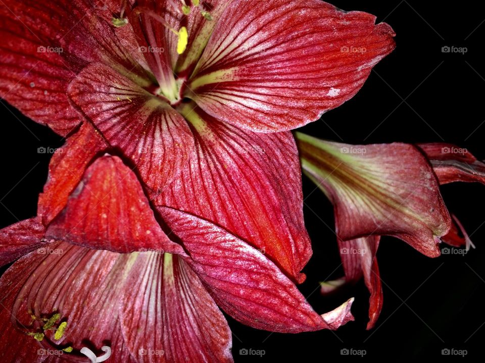 Lerio red flower