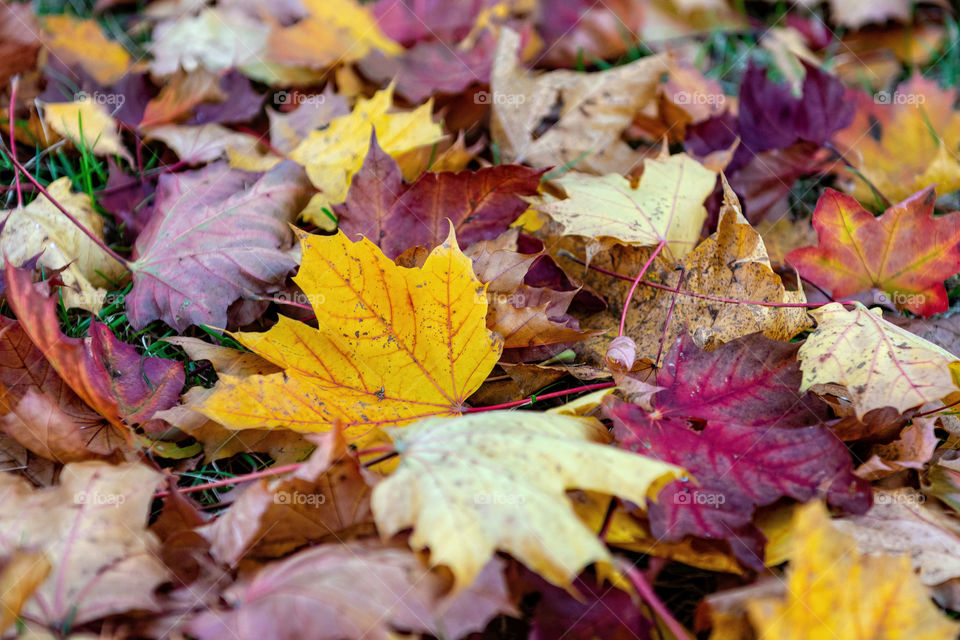 Colorful falen leaves lying on the ground in the park, beautiful autumn outdoor background, selective focus.
