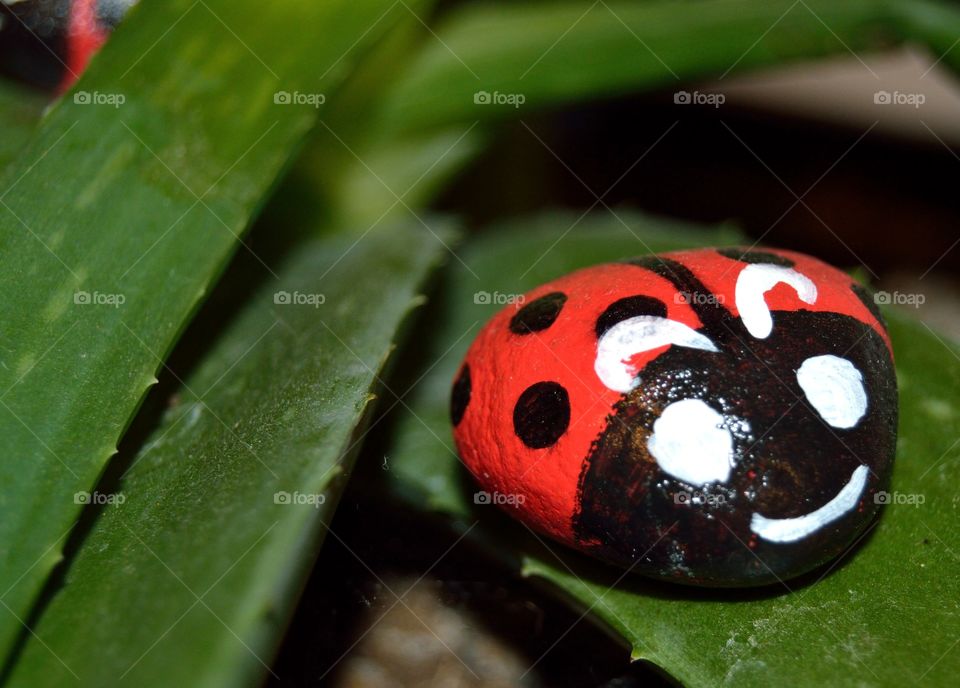 Smiley Red Lady Bug on Green Aloe Vera Plant