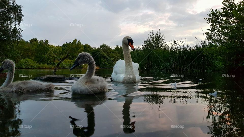 Swans