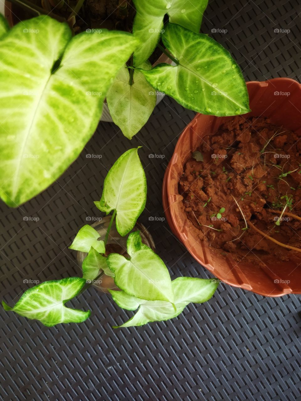 Different plant from my garden exposed on  table.