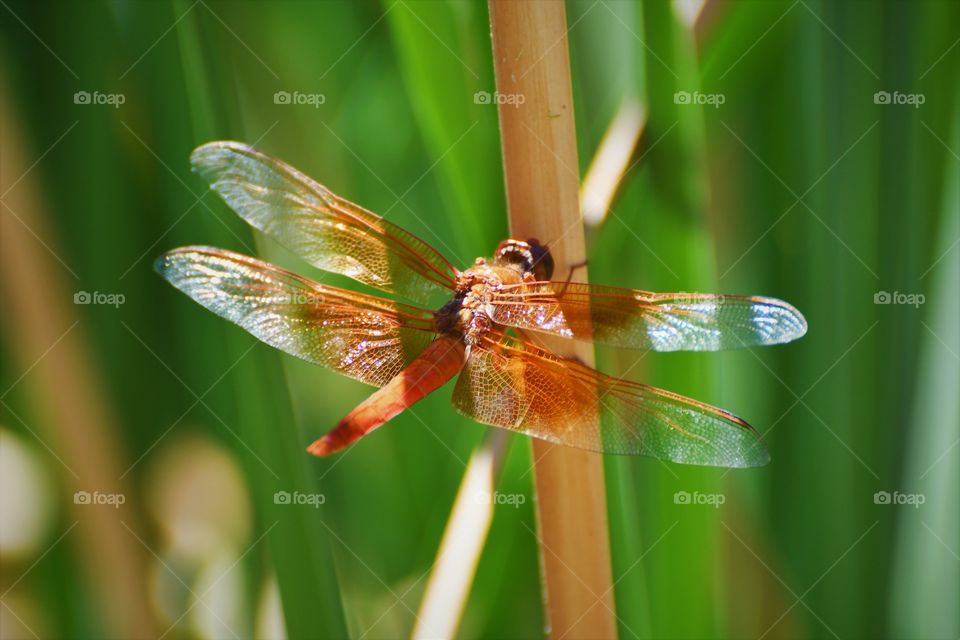 Red dragonfly