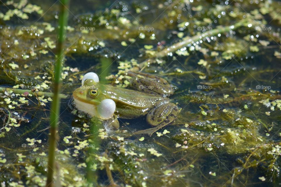 Water, Nature, Frog, Pool, Wildlife