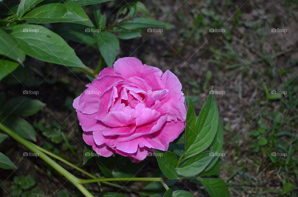 Spring Flowers - Peony