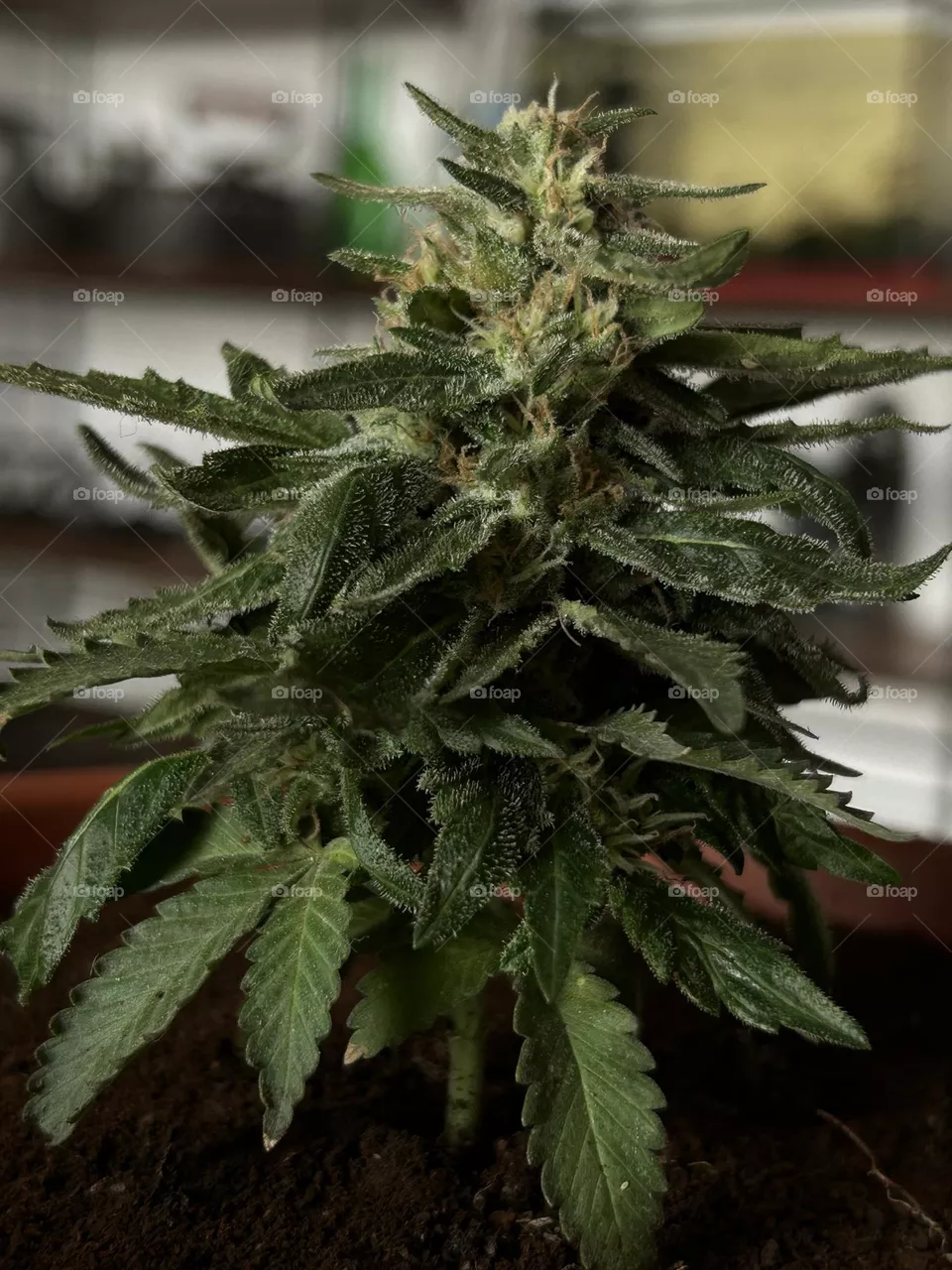 Plant at home 🤍