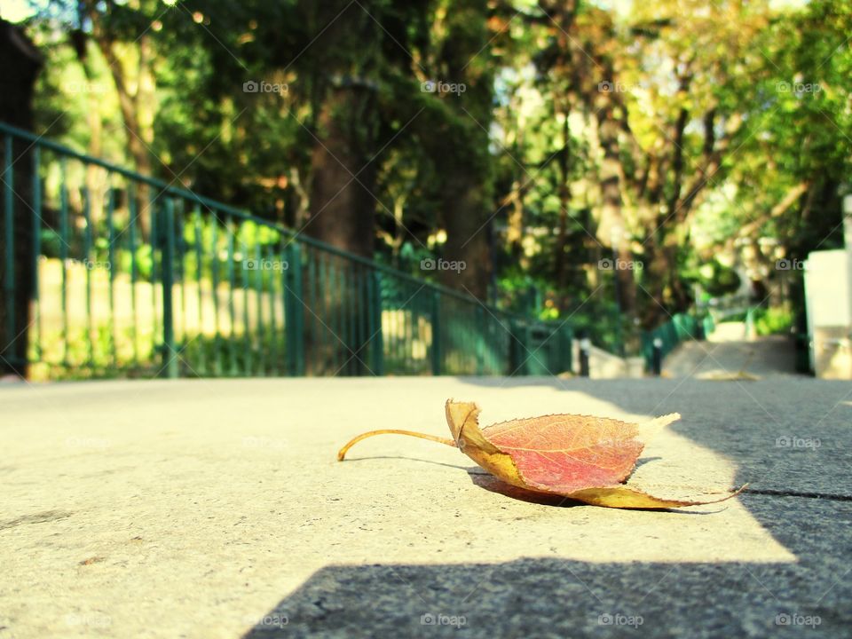 Una foglia di Hong Kong