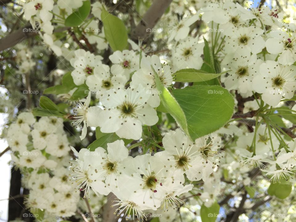 White Cherry Blossom Close-Up