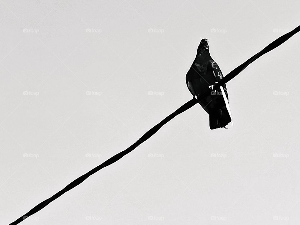 A pigeon on a wire in black and white. pigeon against clear sky