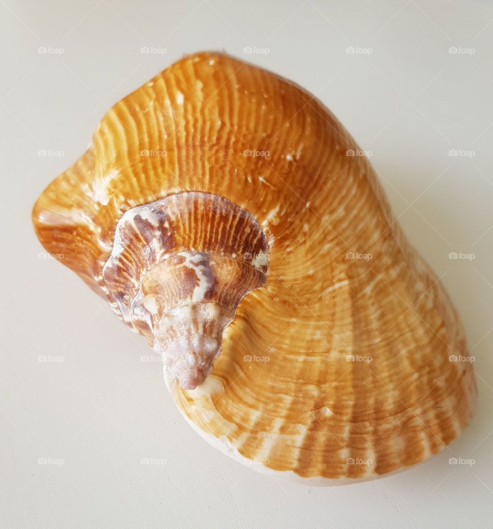 Orange white shell