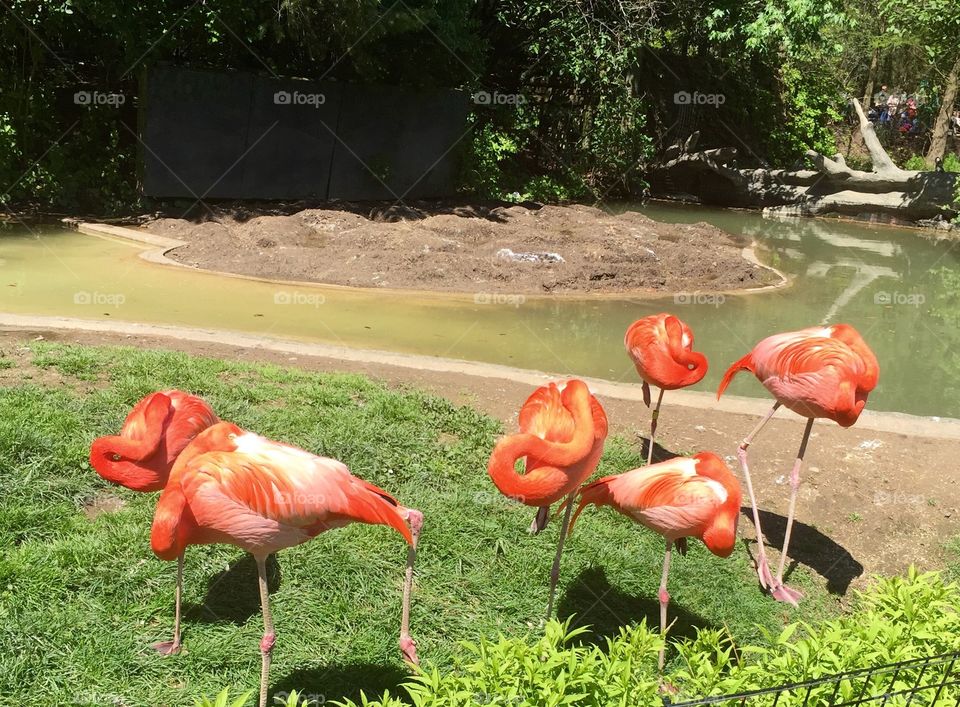 Flamingos