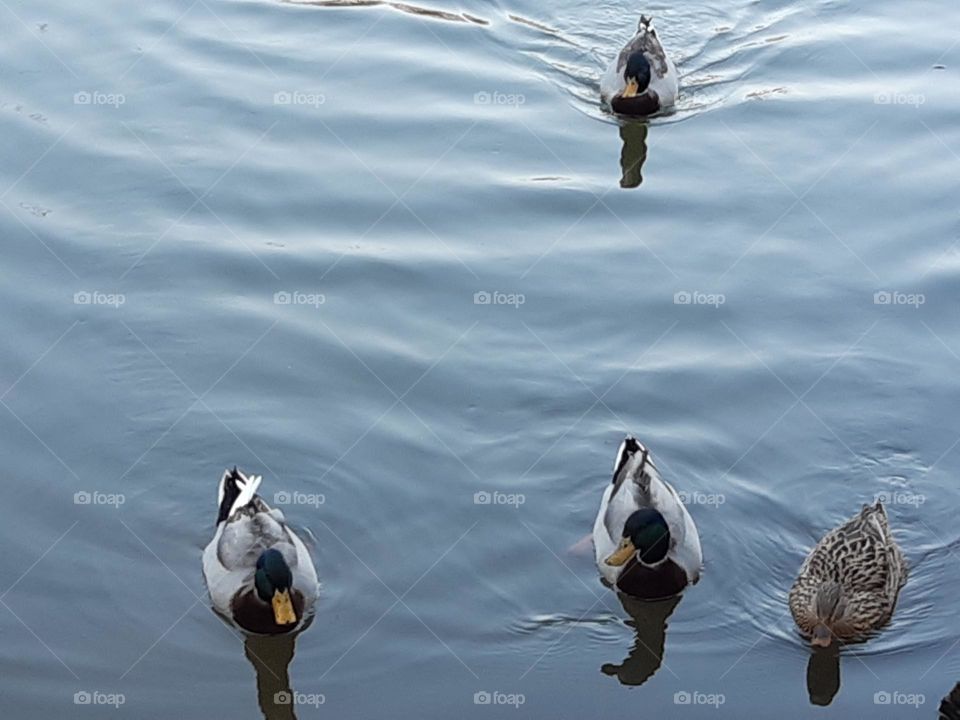 Some ducks swimming in the lake