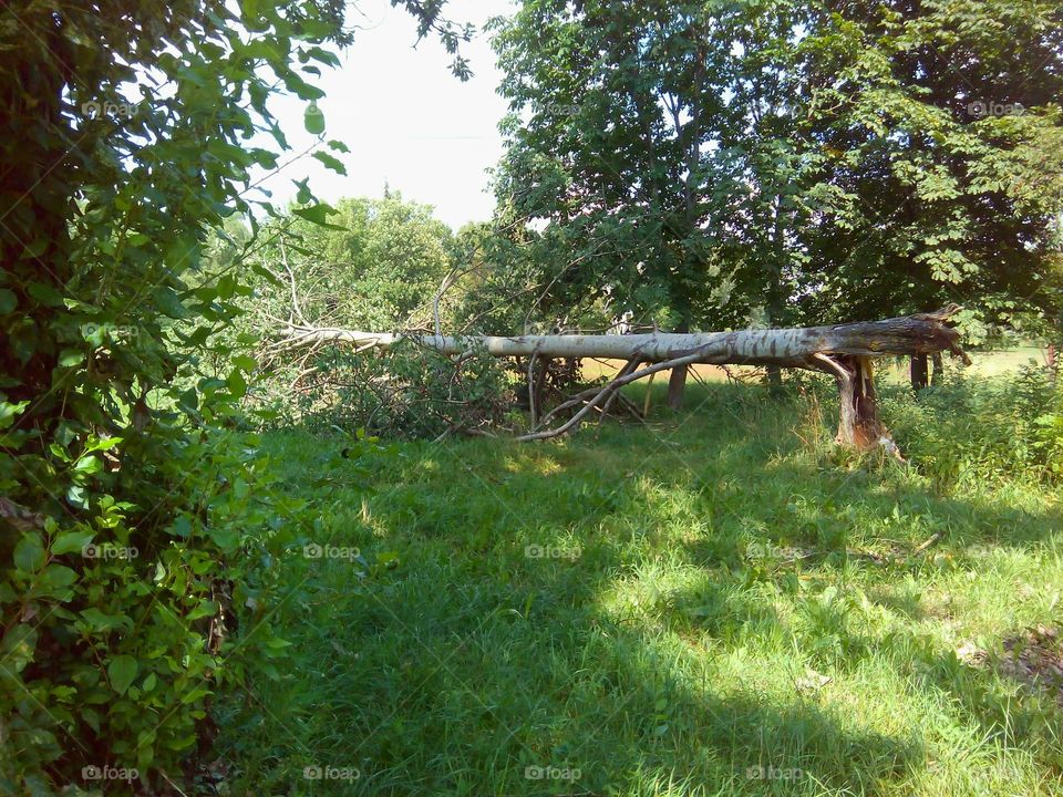 summer landscape and fallen tree