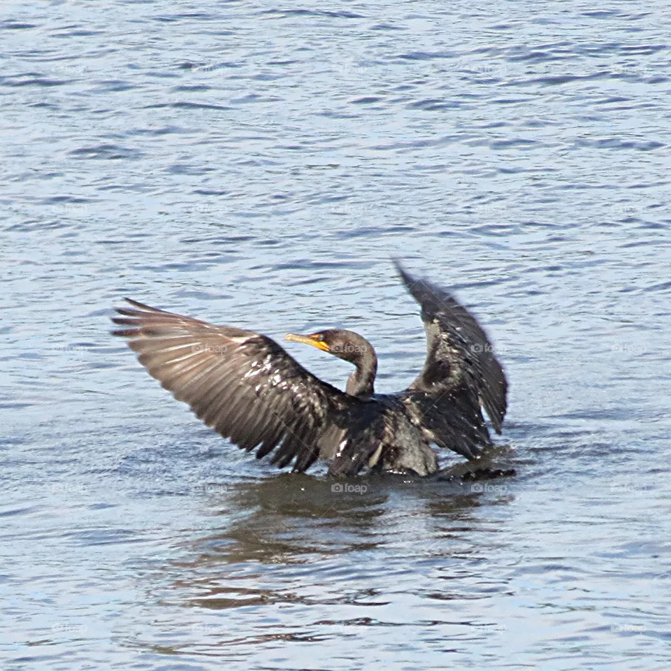 Double crested Cormorant