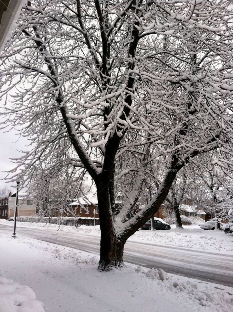 Snowy tree