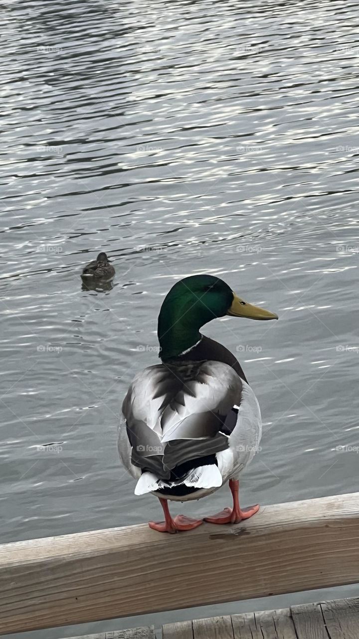 Duck duck at the pond