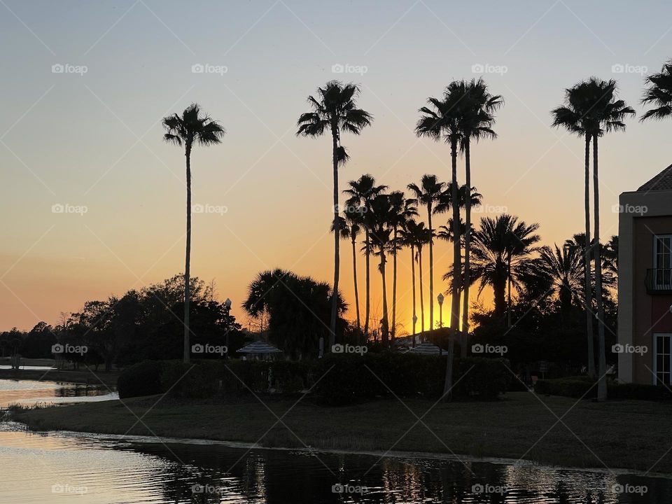 Palm trees sunset 