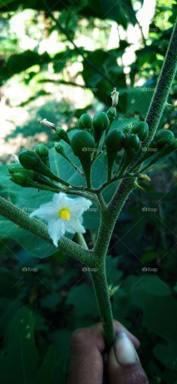 Takokak or sparrow eggplant is a plant from the eggplant tribe whose fruit and seeds are used as vegetables or spices.
