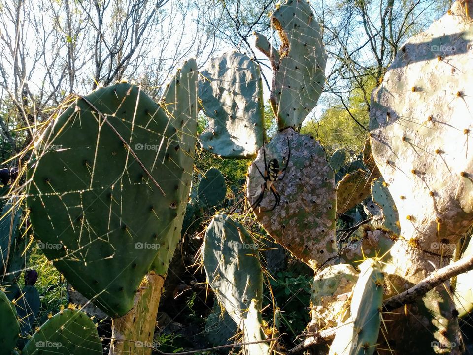 spider in web on cacti