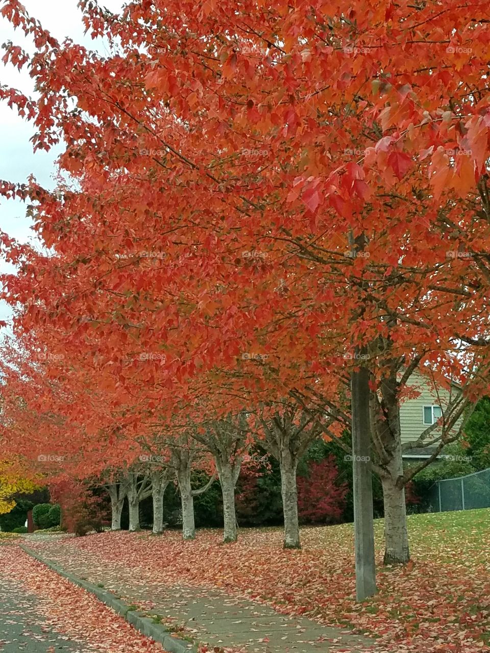 Urban autumn trees