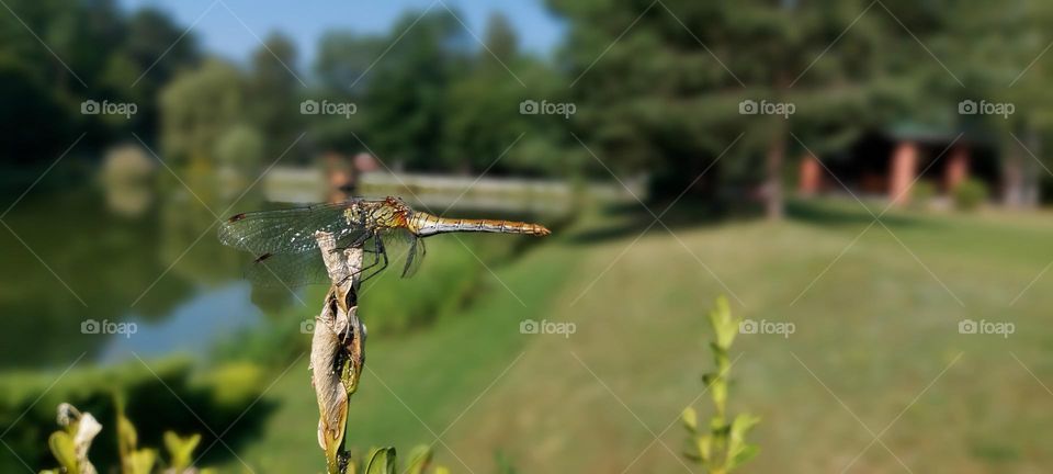 Dragonfly