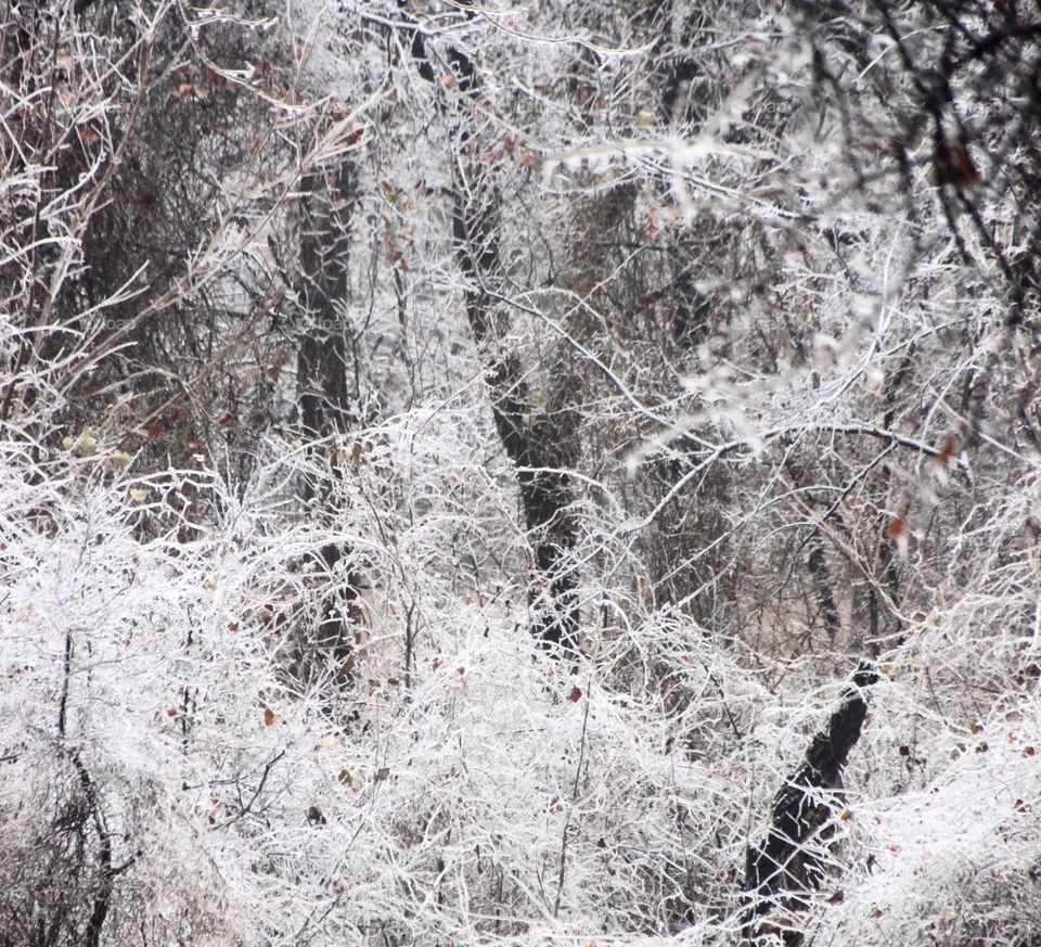 Icy Brush