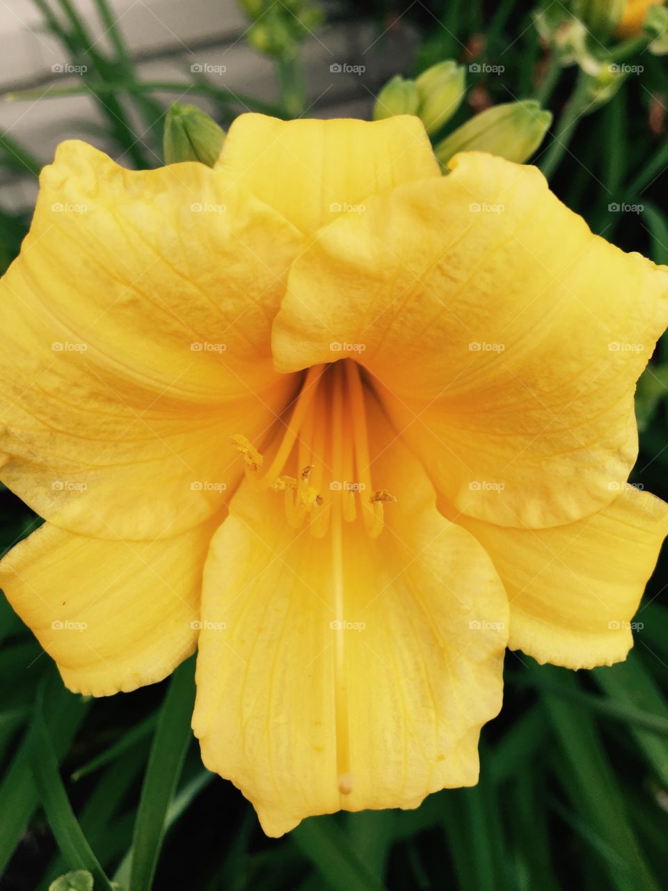 Lily . Yellow day lily