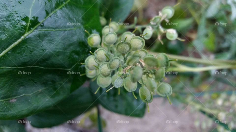 seeds close-up