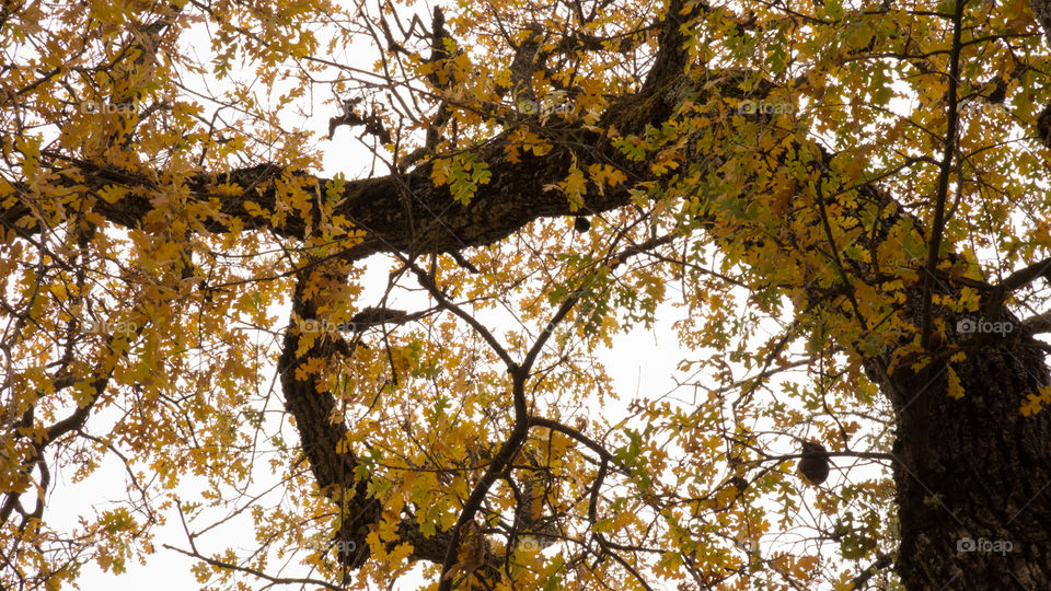 Tree exhibiting yellow fall foliage.