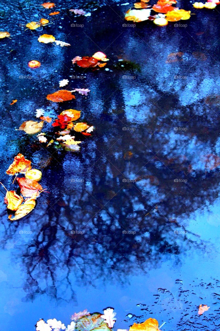 blue leaves ice leaf by merethe