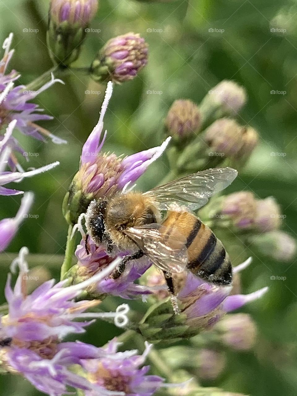 Flor roxa recenbendo uma abelha com abdômen amarelo e listras pretas. Imagem com fundo verde desfocado.