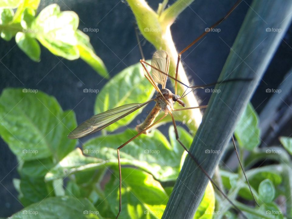 Daddy long legs beside veggy box