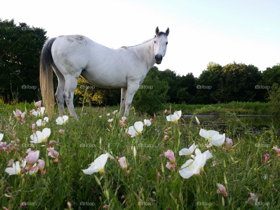 Horse with Wildflowers
