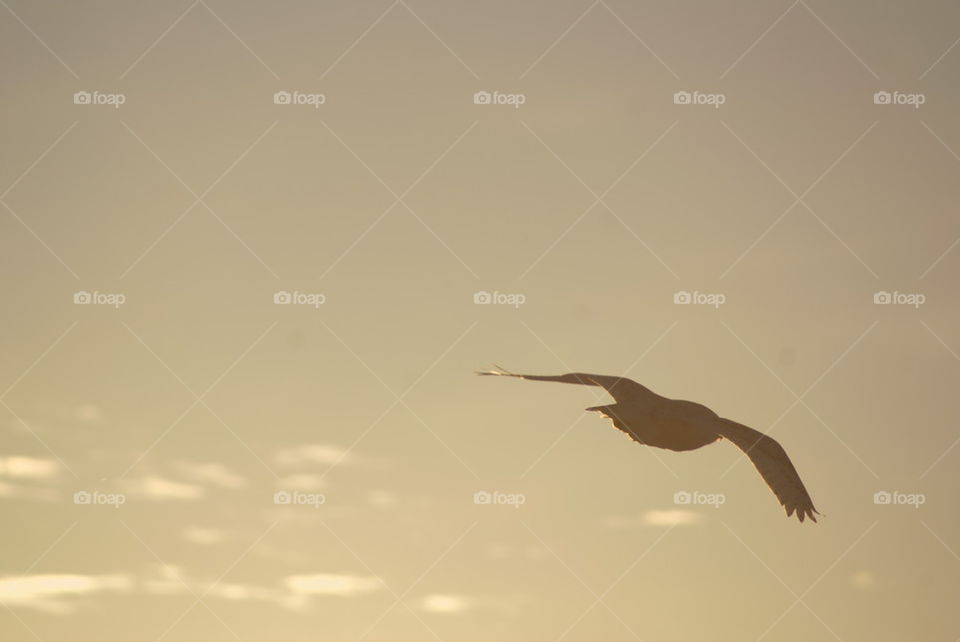 fly away snowy owl