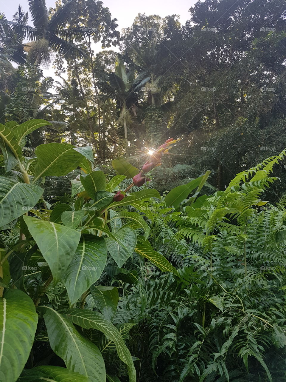 Ray of light through the tropical forest in Akaka falls, Big Island, Hawai'i, USA