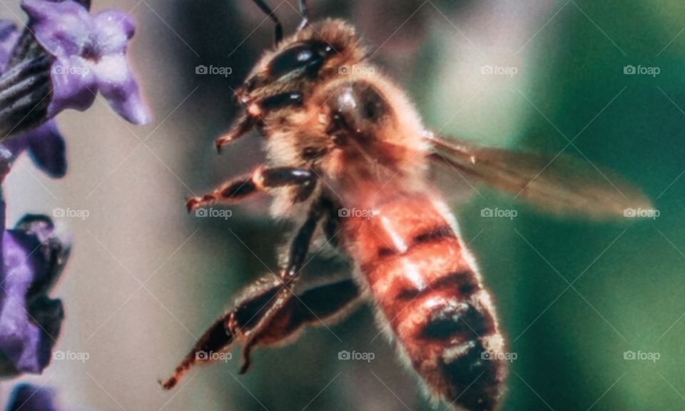 Big old bee a buzzing 