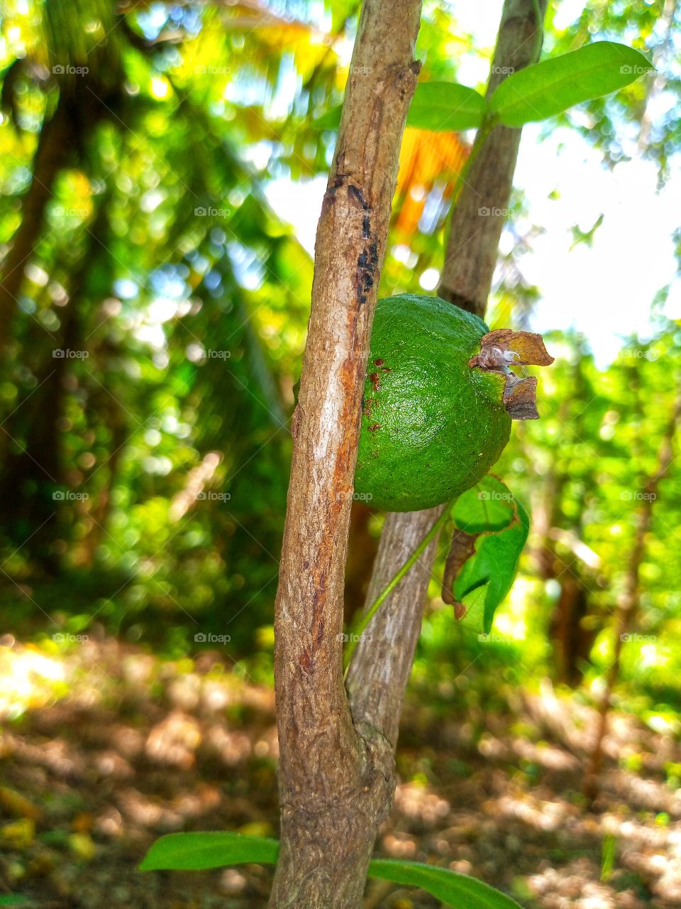 Guava fruit