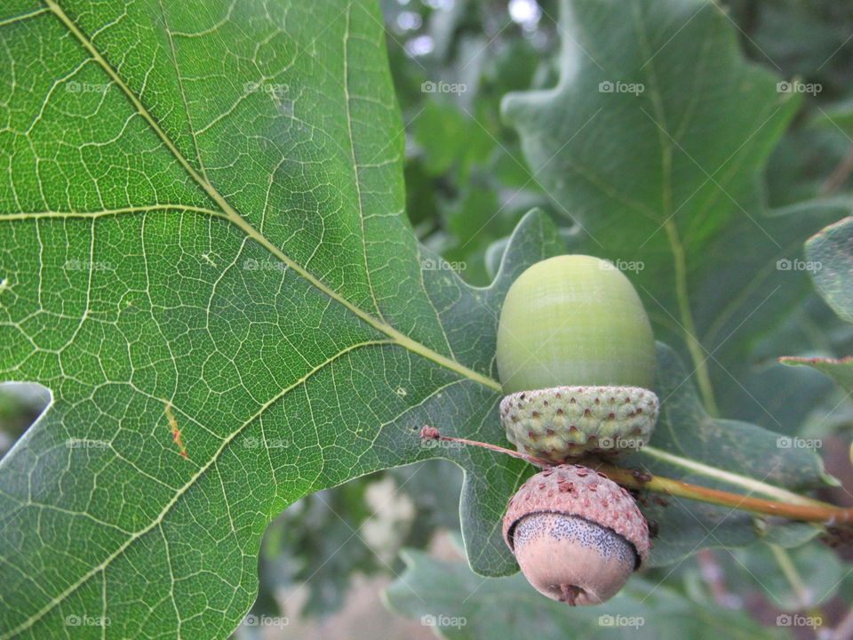 acorns oak